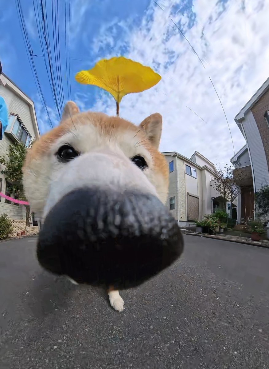 pekotaro930's tweet photo. 鼻が伸びた柴犬 https://t.co/ZJfE2pCbqp
