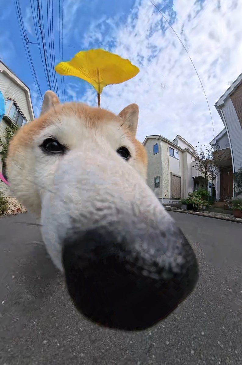 pekotaro930's tweet photo. 鼻が伸びた柴犬 https://t.co/ZJfE2pCbqp