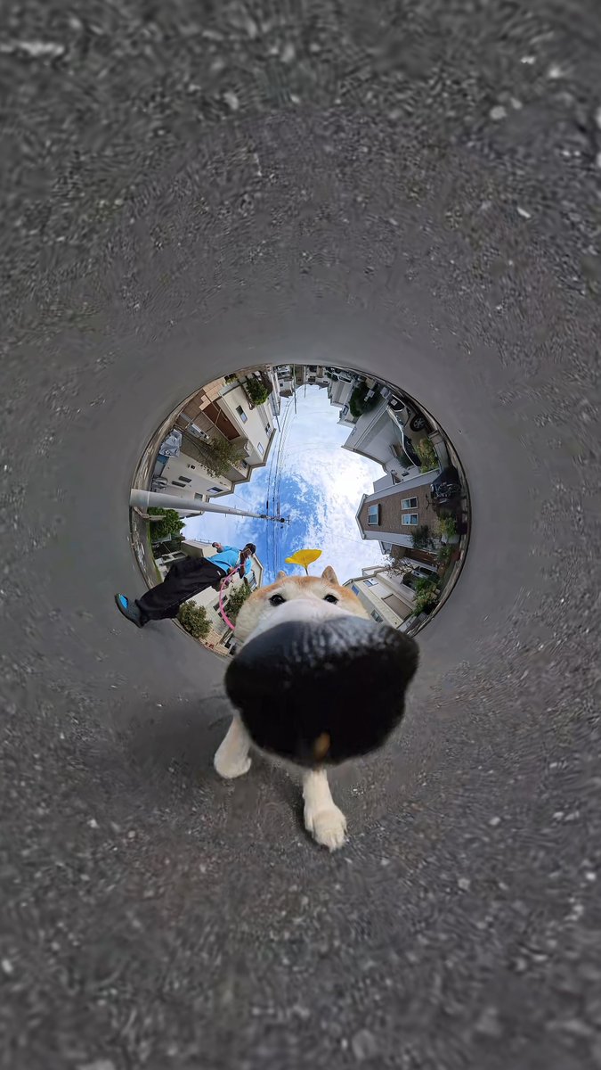 pekotaro930's tweet photo. 鼻が伸びた柴犬 https://t.co/ZJfE2pCbqp