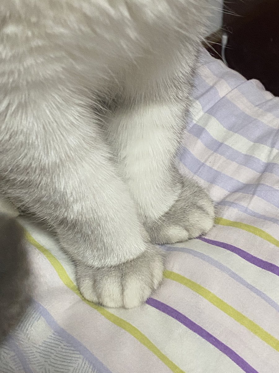imnotqiovo's tweet photo. 此乃何物 https://t.co/I74Ppas8jC