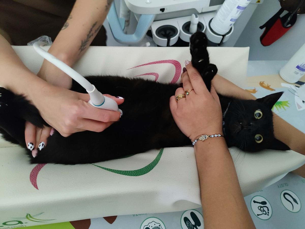 MiauMiauu1999's tweet photo. 💔 OD MIESIĘCY WALCZYMY O ZDROWIE KIARY…

https://t.co/EphC9Mj4Ey

Najpierw Giardia. Później przewlekłe biegunki i silny stan zapalny jelit. Sterydy, leki, kolejne USG i specjalistyczna karma… 🐈‍⬛

W końcu jest poprawa! ❤️ Kiara przytyła 1 kg, a stan zapalny się zmniejsza. Ale leczenie potrwa jeszcze min. 2 miesiące.

Brakuje 1 870 zł. 🙏

Proszę, pomóżcie nam nie przerywać leczenia teraz, kiedy wreszcie zaczęło działać. Choć 5 zł lub RT może zrobić różnicę. ❤️

https://t.co/EphC9Mj4Ey