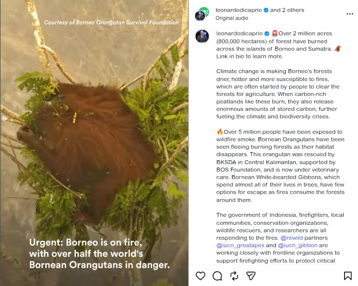 satirnesia's tweet photo. leonardo dicaprio, melalui akun instagram pribadinya ikut menyoroti perihal kebakaran hutan dan lahan yang terjadi di indonesia. 

dia memberikan informasi bahwa 800 ribu hektar hutan & lahan sudah terbakar di borneo dan sumatera. dia juga menjelaskan 5 juta orang terpapar asap, serta habitat orangutan hilang karena api.

bang leo, sekalian aja sorot kebobrokan pemerintah dalam menangani karhutla ini.