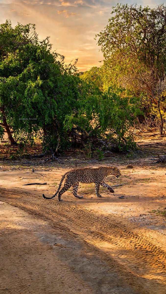 orhnkrt30's tweet photo. Sri Lanka - Kumana Safari https://t.co/5BkVOIf2Dt