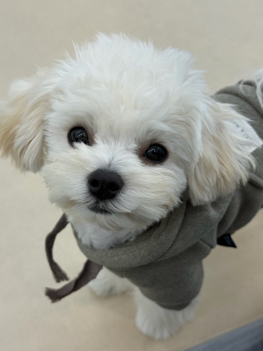 winteraphy's tweet photo. WINTER's bubble update! ⭐️💭

NEW PICTURES OF PPONYO! https://t.co/LTk2LjQ3c0