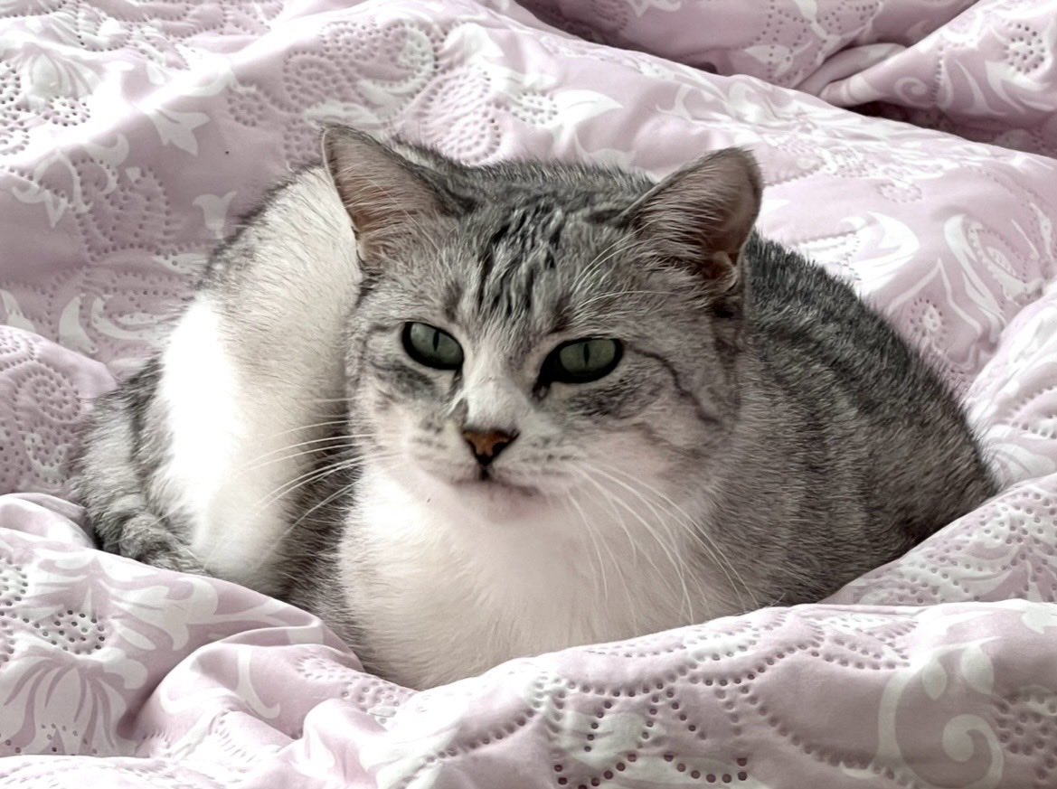 sayasaya777's tweet photo. #姫ねこシルビア https://t.co/JLM6Jf5XBC