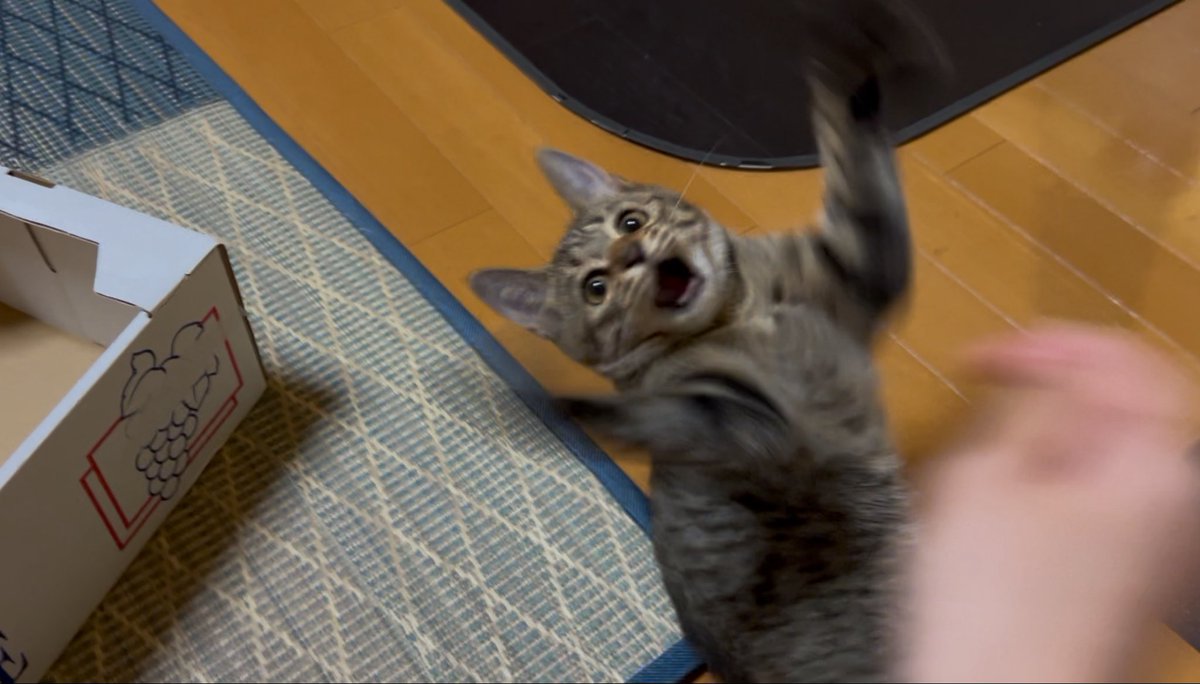 pm_amj's tweet photo. 遊んでる動画を止めて見ると一生懸命でかわいい https://t.co/V8wd5kYg3b