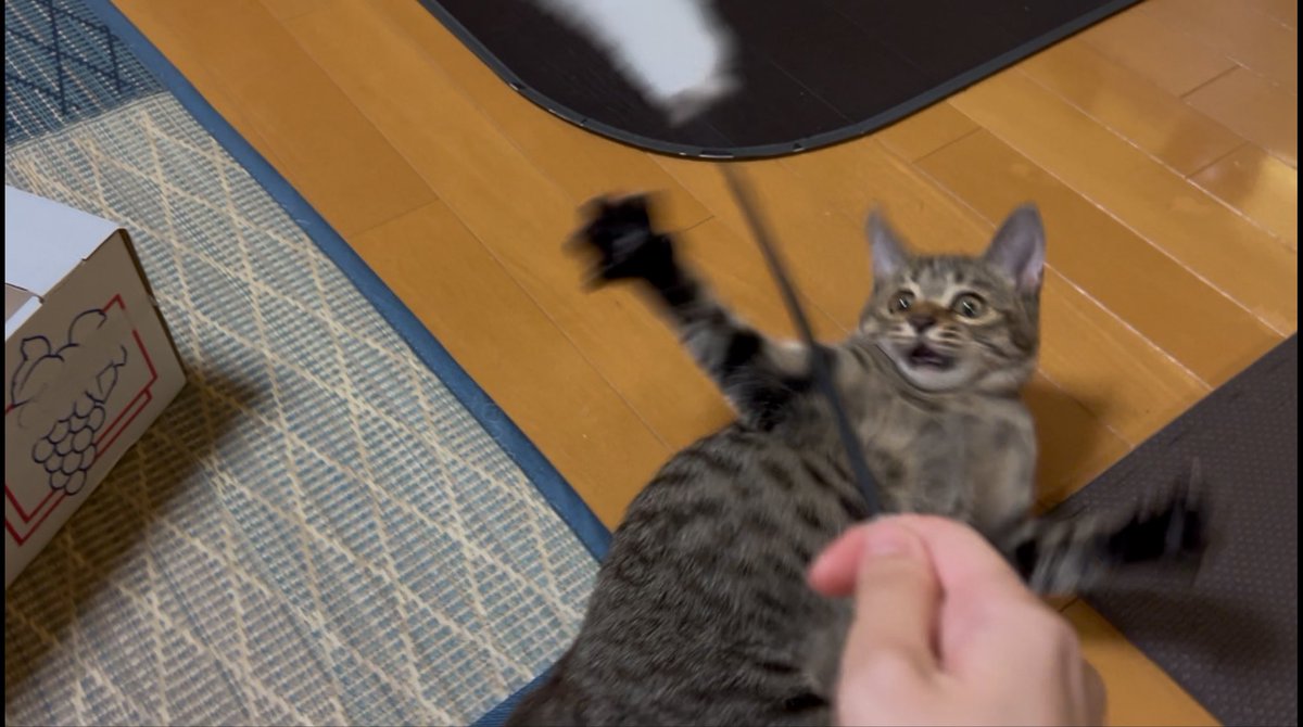 pm_amj's tweet photo. 遊んでる動画を止めて見ると一生懸命でかわいい https://t.co/V8wd5kYg3b