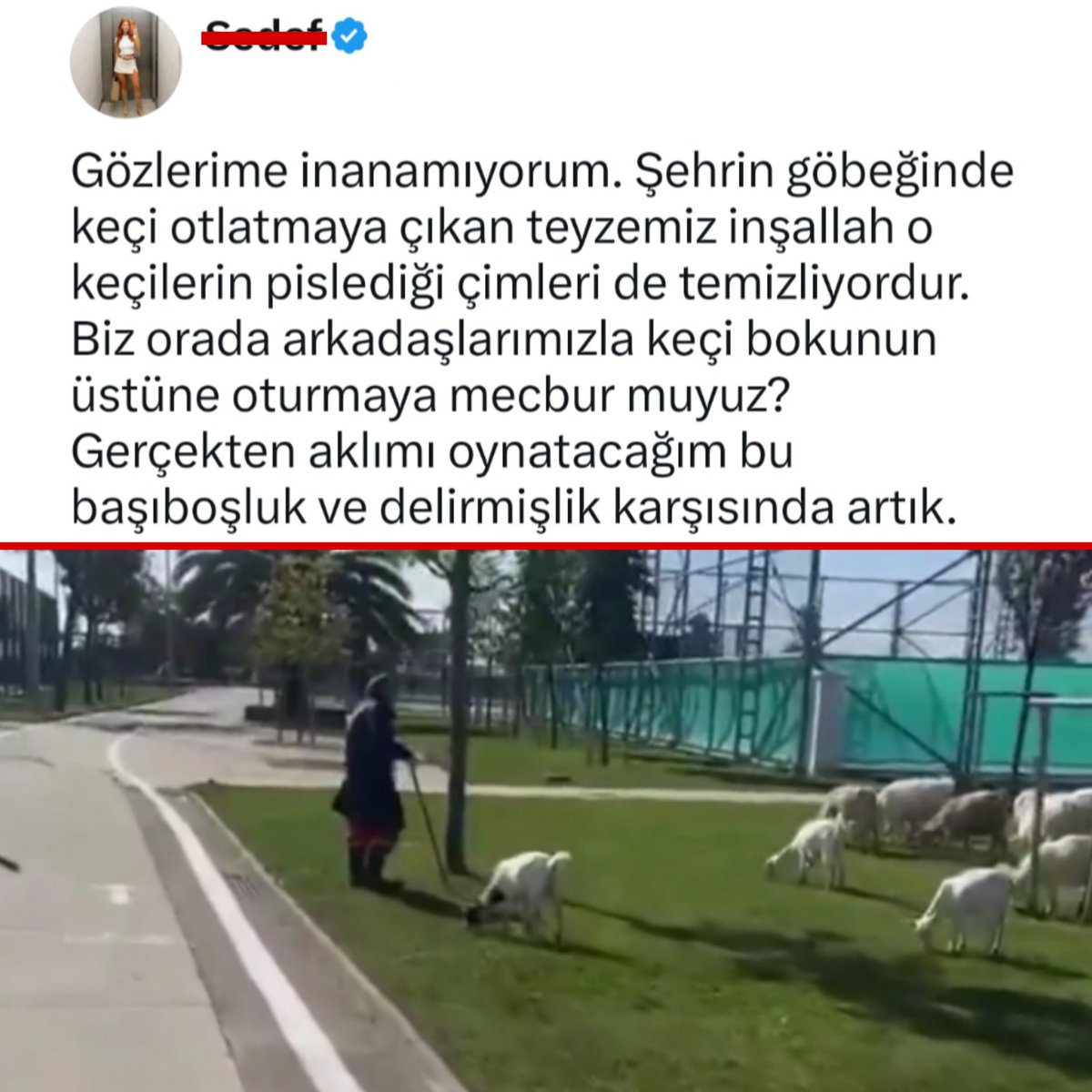 neoldu's tweet photo. 4 Ekim Dünya Hayvanlar gününde bazı kullanıcılar keçileri hedef gösterdi: https://t.co/H8Zan2V7Cf