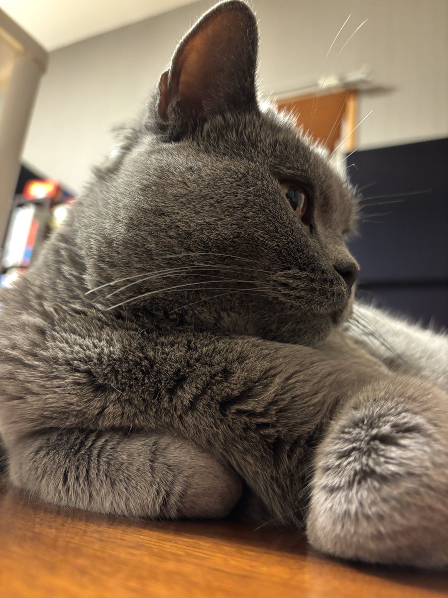 bessiegomame's tweet photo. 黄昏。
#猫好きな人と繋がりたい #シャルトリュー #ごま #catlovers #gatos #猫のいる幸せ https://t.co/Jmc59qAWMz
