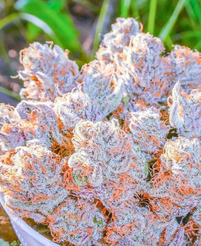 Londonderrybuds's tweet photo. Orange snow going crazy on our menu https://t.co/PEQb8opkLd