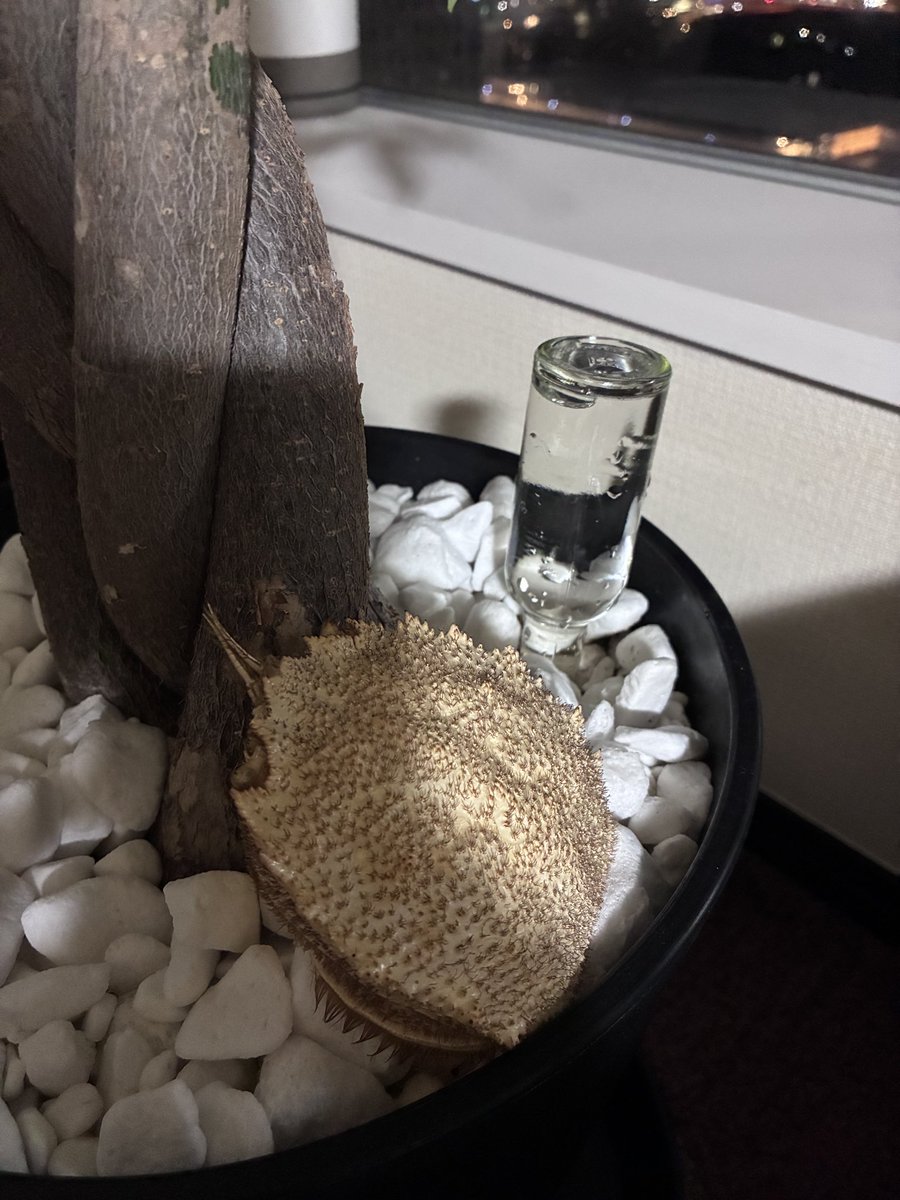 minnuVlog_yummy's tweet photo. タバスコの瓶洗って水入れて、パキラの鉢にぶっさしてみたんだけど。
いい感じにダイソーの植物活力剤っぽく水が降りていってる。これは革命やないの(￣▽￣) https://t.co/4tPN4sXaIX