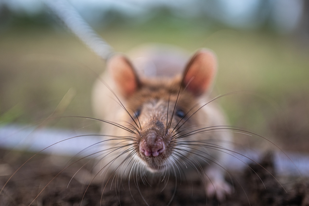 herorats's tweet photo. Happy #WorldAnimalDay! 

This year's theme is "See the World Through Their Eyes" and our #HeroRATs and HeroDOGs do exactly that, experiencing the world through their nose. Celebrate the animals that make our work possible: https://t.co/uzAmbiup3C

 #APOPO #ScentDetection https://t.co/S2LtvBAjqv