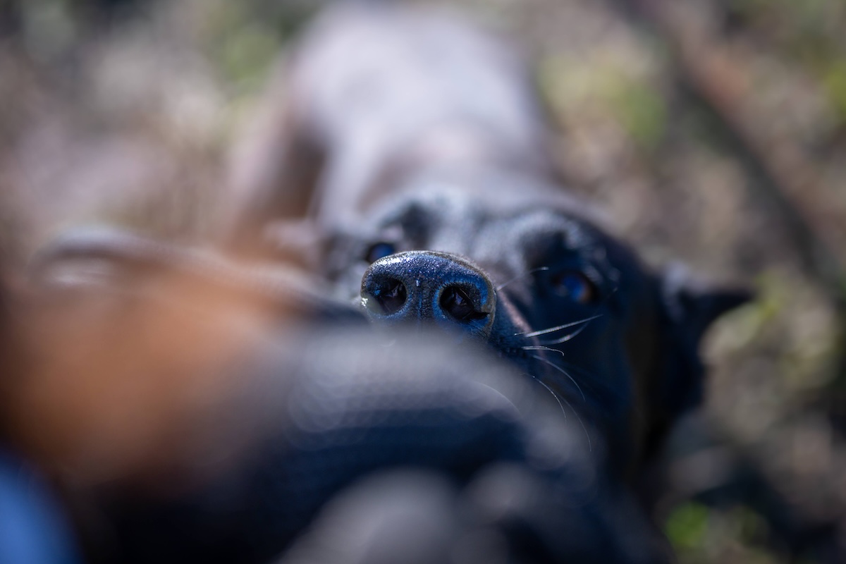 herorats's tweet photo. Happy #WorldAnimalDay! 

This year's theme is "See the World Through Their Eyes" and our #HeroRATs and HeroDOGs do exactly that, experiencing the world through their nose. Celebrate the animals that make our work possible: https://t.co/uzAmbiup3C

 #APOPO #ScentDetection https://t.co/S2LtvBAjqv