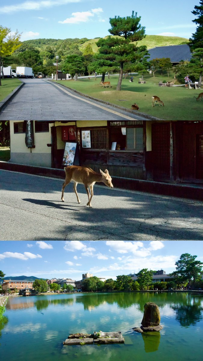 junkissanpo's tweet photo. 奈良さんぽ🦌 何度来てもいいなぁ、としみじみ思う場所です https://t.co/xQGtOzwGas