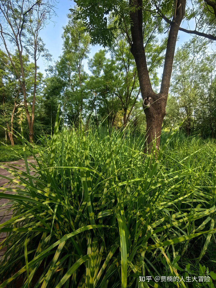 shbiyu's tweet photo. [Morning jog, sun peeking through leaves, and I suddenly spot a 倒研蒲脖 tucked under the old tree—today’s little nature surprise!]， https://t.co/tp8UkiNZYI