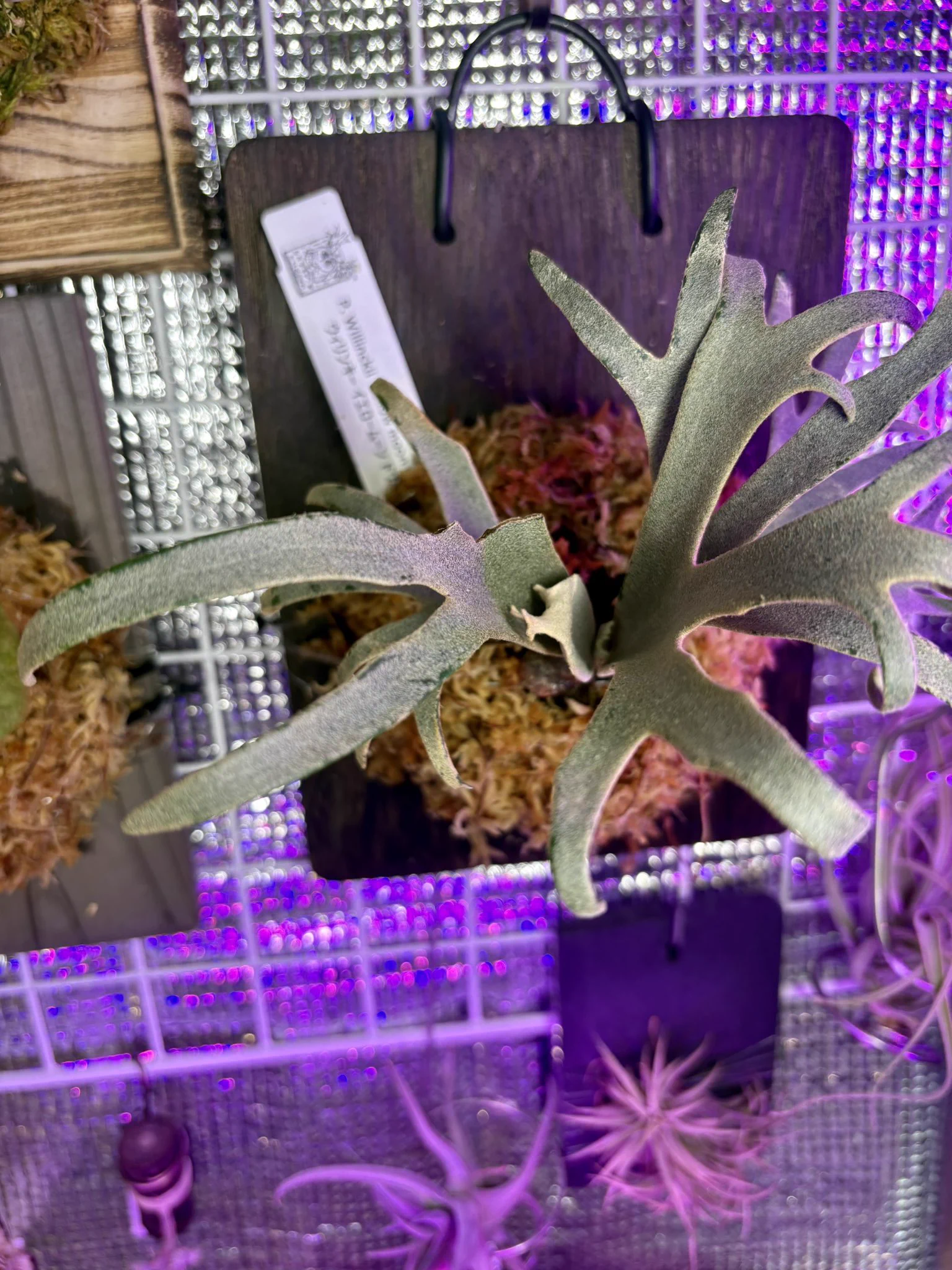 あすと@sweets&plants🍡🪴 on X: 