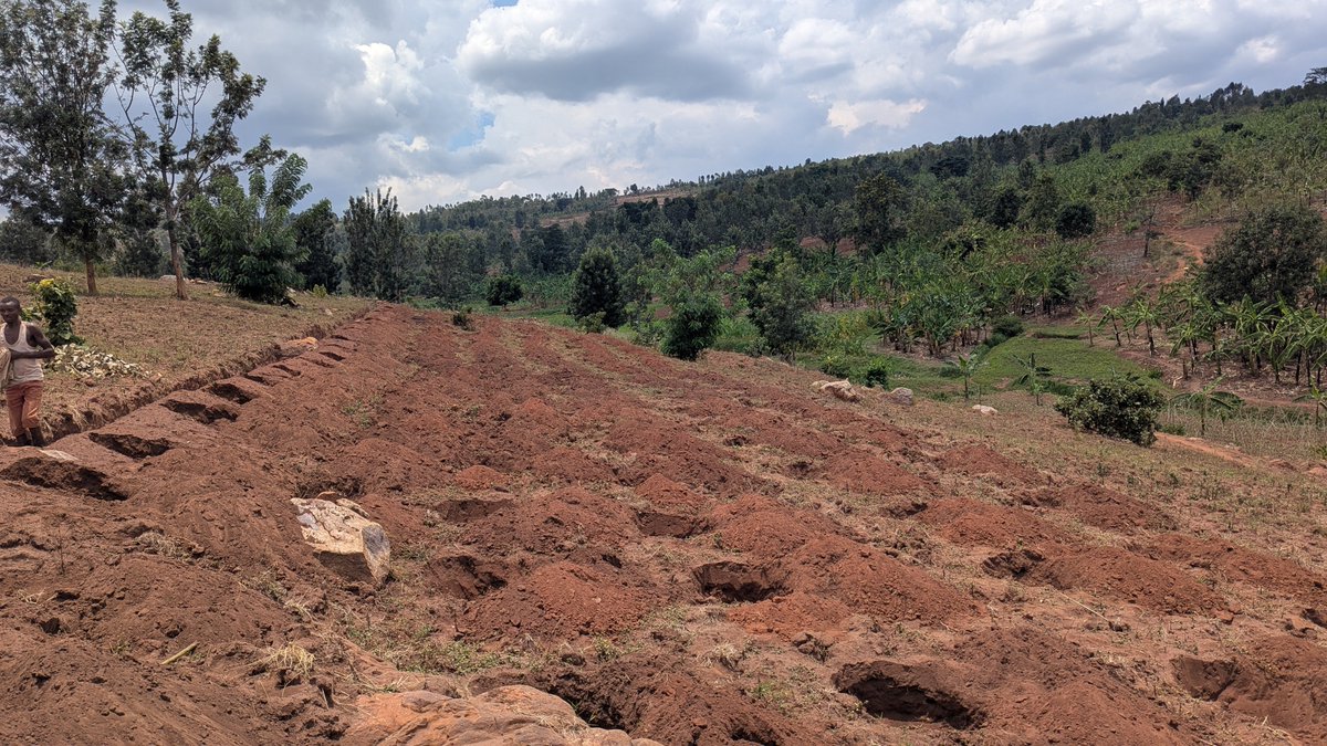 Agri_Lens's tweet photo. My coffee farm, land preparation progress. I am digging holes (2X2M), planned and expecting to plant 2500 coffee trees. https://t.co/4cuPBPbvvQ