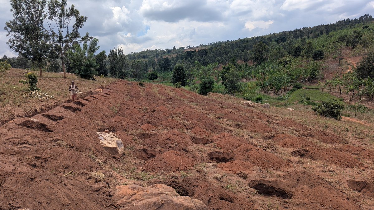 Agri_Lens's tweet photo. My coffee farm, land preparation progress. I am digging holes (2X2M), planned and expecting to plant 2500 coffee trees. https://t.co/4cuPBPbvvQ