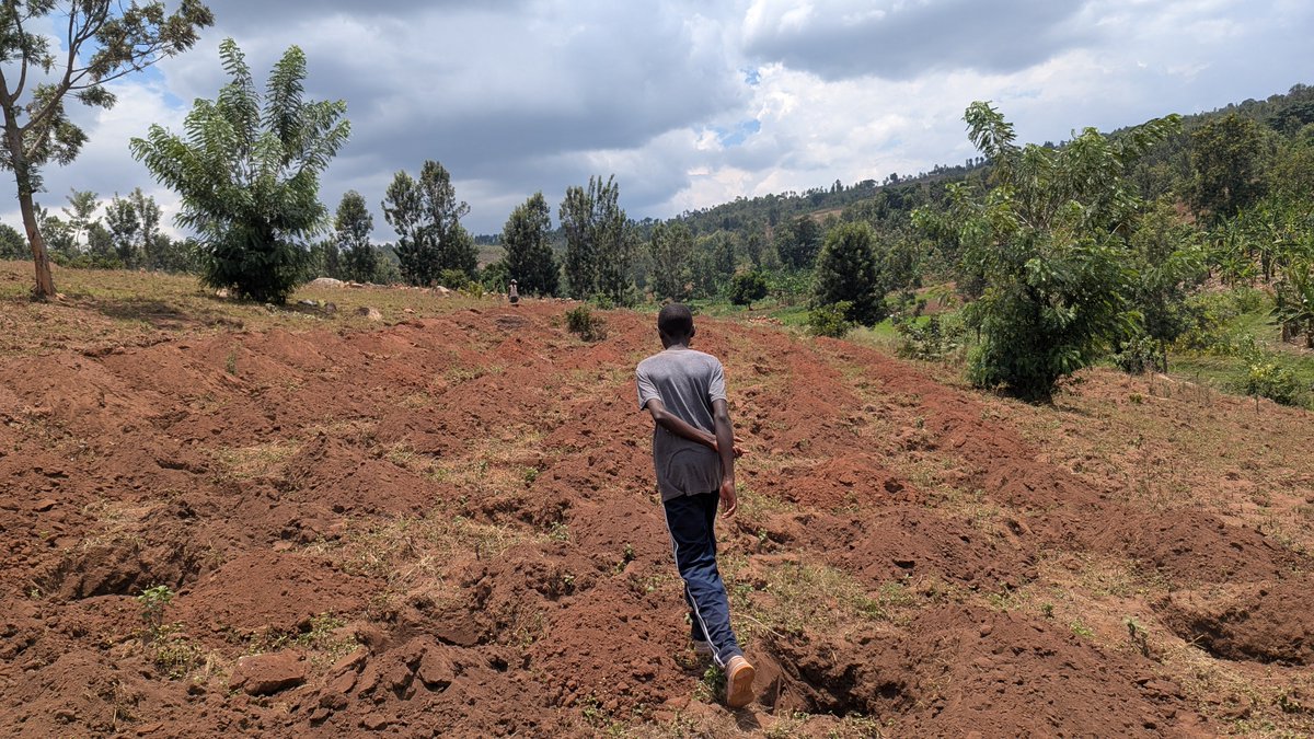 Agri_Lens's tweet photo. My coffee farm, land preparation progress. I am digging holes (2X2M), planned and expecting to plant 2500 coffee trees. https://t.co/4cuPBPbvvQ