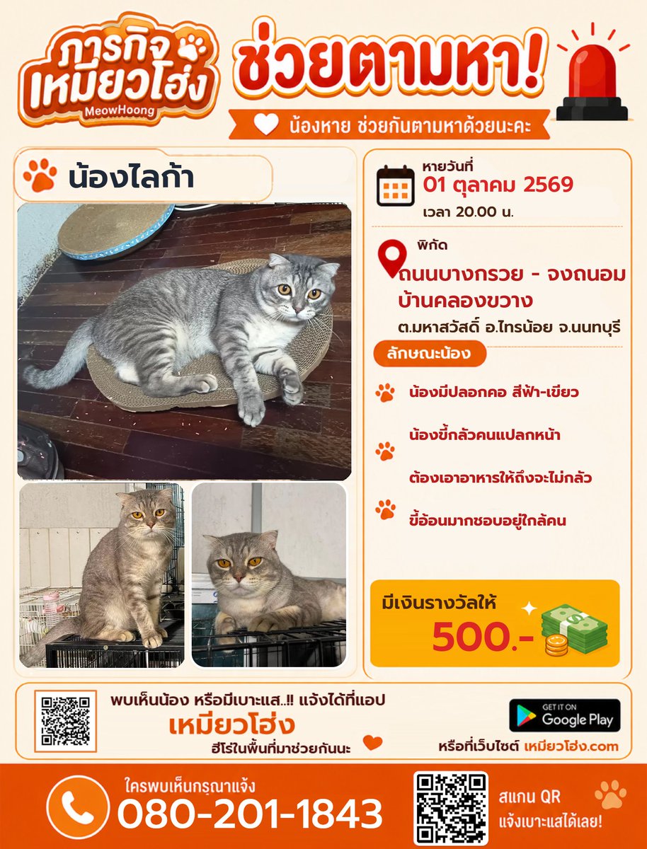 MeowHoongTH's tweet photo. ตามหาแมว น้องไลก้า มีรางวัล 500.-

📍 พิกัด: ถ.บางกรวย-จงถนอม บ้านคลองขวาง ต.มหาสวัสดิ์ อ.ไทรน้อย นนทบุรี

⚠️ ลายสลิดเทา หูพับ ใส่ปลอกคอฟ้า-เขียว ขี้อ้อนแต่กลัวคนแปลกหน้า ต้องใช้ของกินล่อถึงจะยอมให้เข้าใกล้   

📞 080-201-1843
🌐 https://t.co/dnWyKxIrYv

#แมวหายนนทบุรี #ไทรน้อย https://t.co/8zJlZpN4Ru