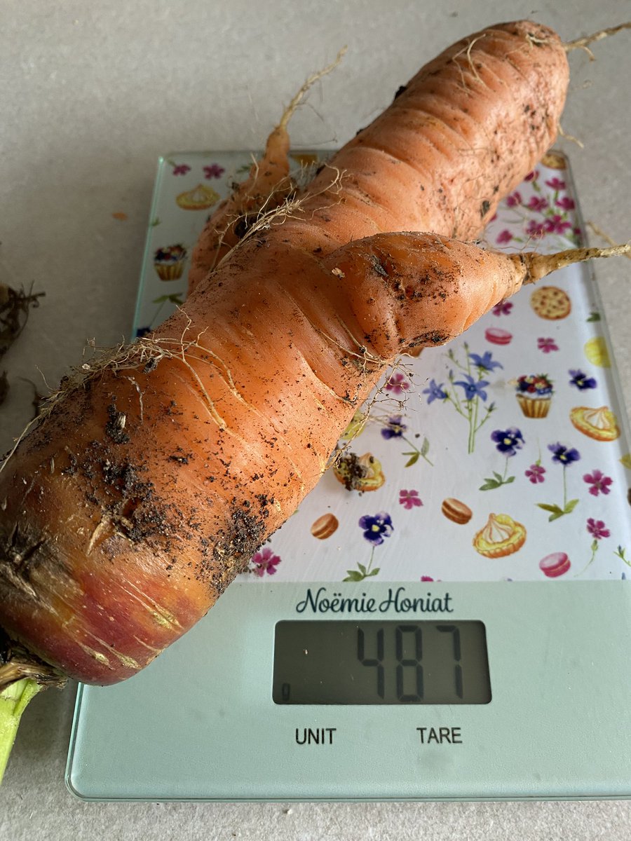 G27Marco's tweet photo. Il me fallait 200 g de #carotte pour mon #batchcooking du week end ! Le #jardin me fournit amplement ce qu’il me faut! Presque 500 g pour cette racine !! https://t.co/kSlzkgYNoM