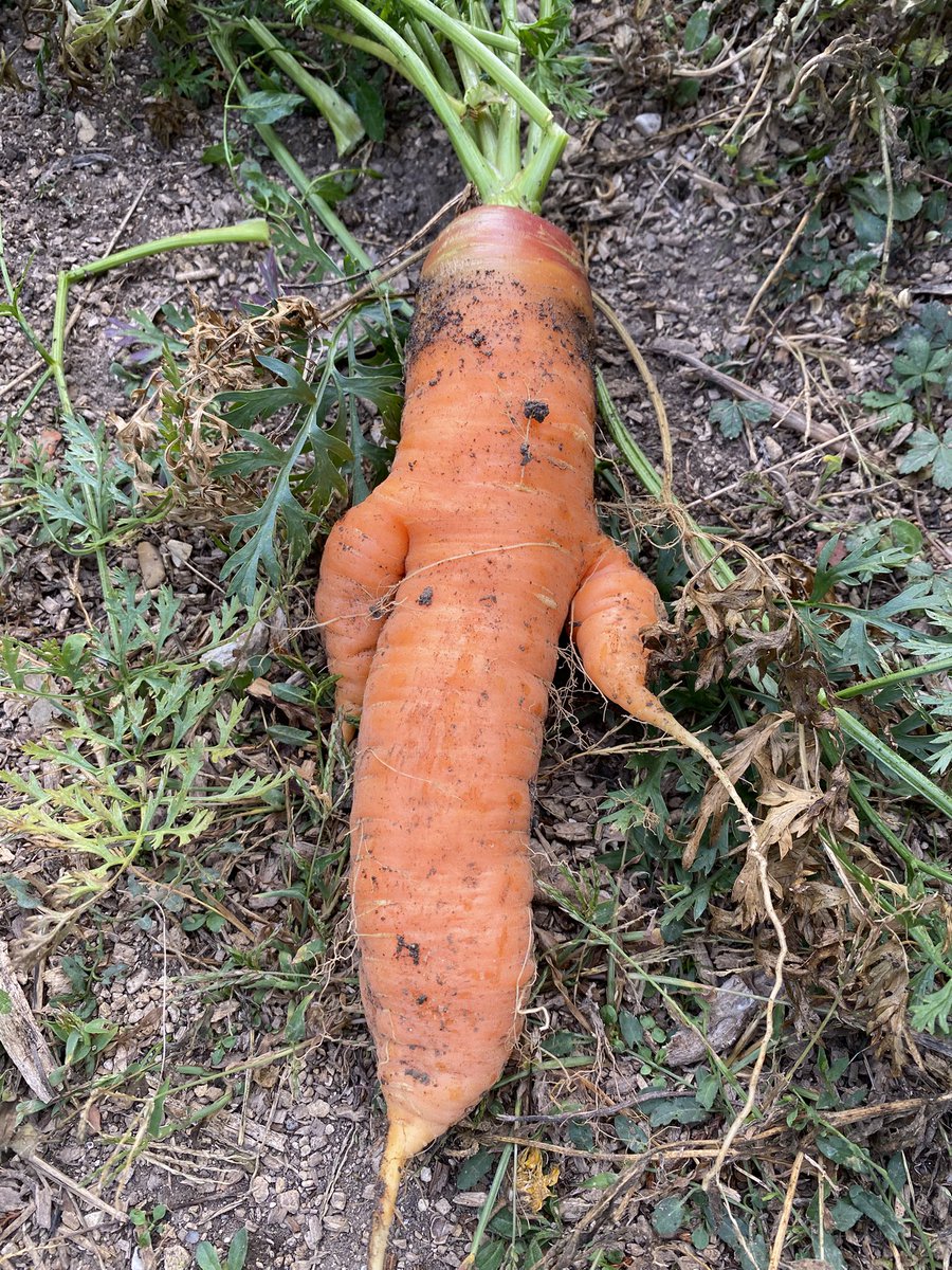 G27Marco's tweet photo. Il me fallait 200 g de #carotte pour mon #batchcooking du week end ! Le #jardin me fournit amplement ce qu’il me faut! Presque 500 g pour cette racine !! https://t.co/kSlzkgYNoM