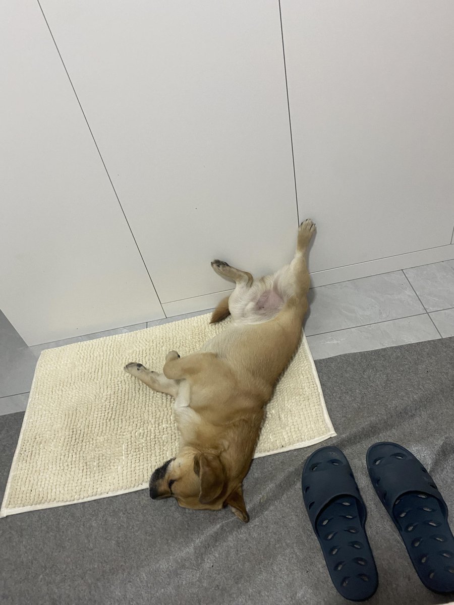ThomasWillwuvs's tweet photo. This quiet pup quietly snores, no noisy quarrel at all! https://t.co/GgRlNv79dJ