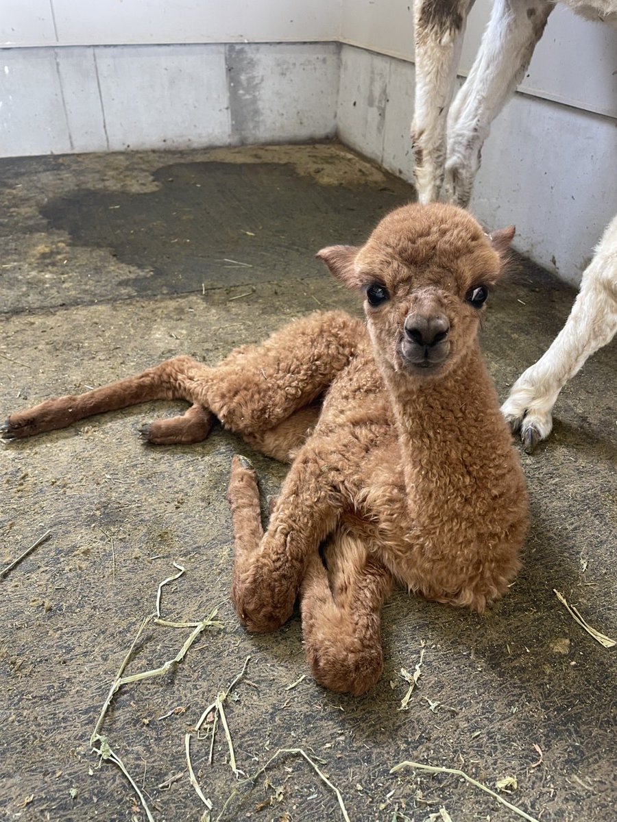 bokka_no_sato's tweet photo. ちょこんとおすわりベビパカちゃんです🦙 
かわいいお顔でこちらを見つめています👀

今日も楽しい一日でした♪

＊牧歌の里　＊アルパカ　＊赤ちゃん https://t.co/vfwCl1MESb