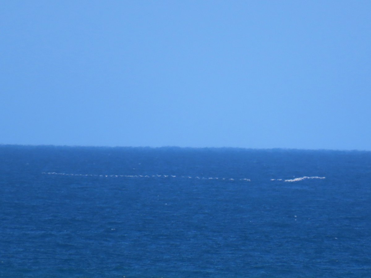 Ichthyaetus_6's tweet photo. 定点観察中、次々に海上を渡って来たハクチョウ類。計475羽をカウント。群れにはカモ類も少数混じっていた。
2026.10.3　宗谷岬 https://t.co/8GJzdi7aIv