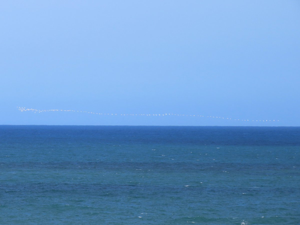 Ichthyaetus_6's tweet photo. 定点観察中、次々に海上を渡って来たハクチョウ類。計475羽をカウント。群れにはカモ類も少数混じっていた。
2026.10.3　宗谷岬 https://t.co/8GJzdi7aIv