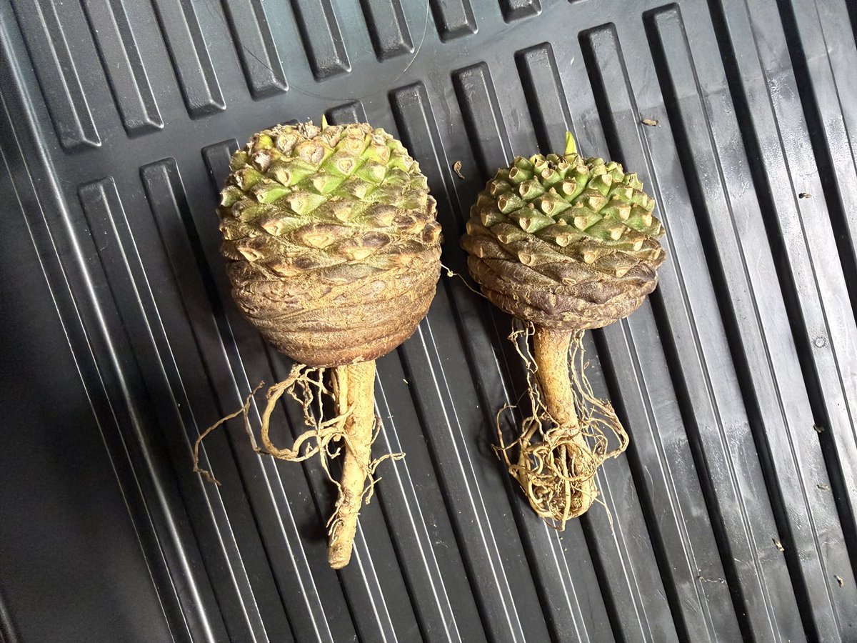 abi415abi's tweet photo. 今回買った植物たち
イベントではクジしかやらなかったけど前日シマムラ園芸で安かった鉄甲丸とメスのオベサ買った https://t.co/8njVG0RQvW