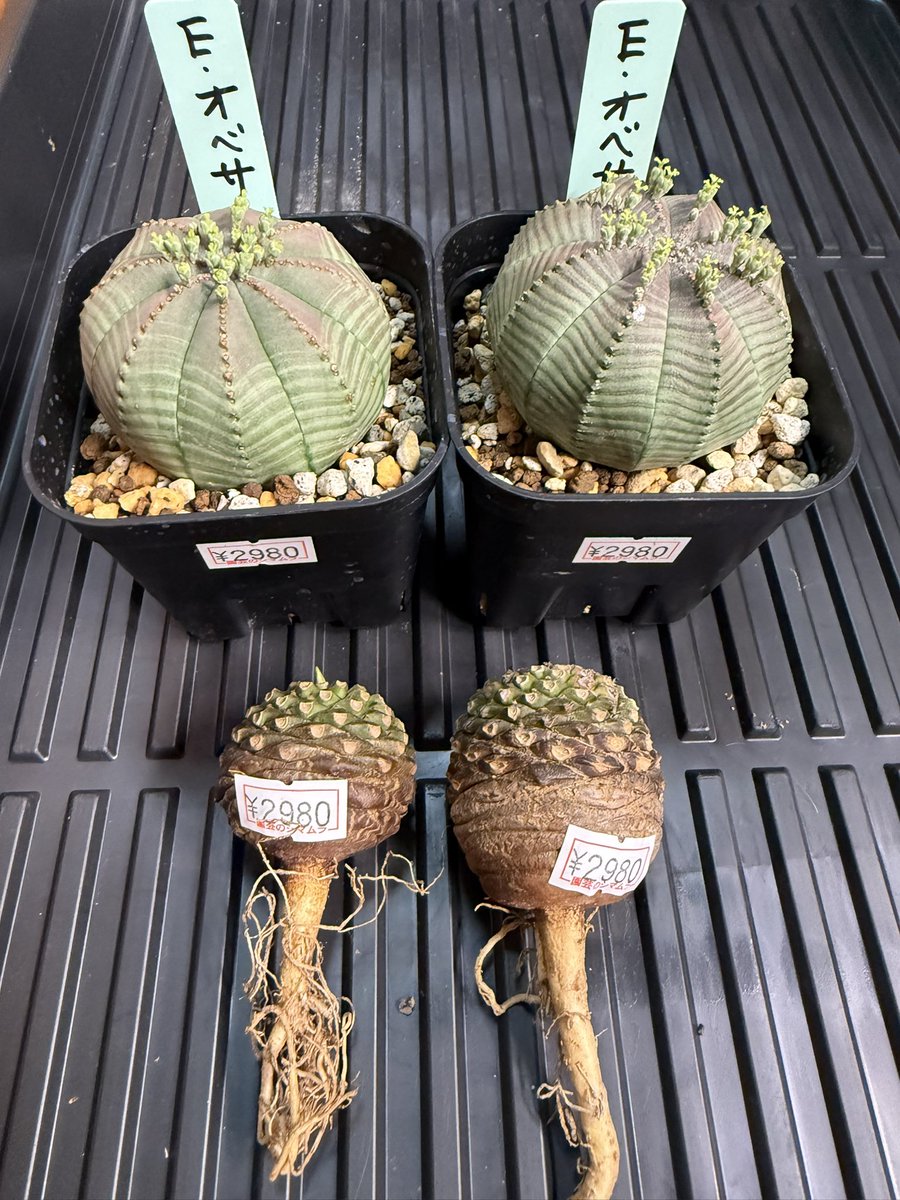 abi415abi's tweet photo. 今回買った植物たち
イベントではクジしかやらなかったけど前日シマムラ園芸で安かった鉄甲丸とメスのオベサ買った https://t.co/8njVG0RQvW