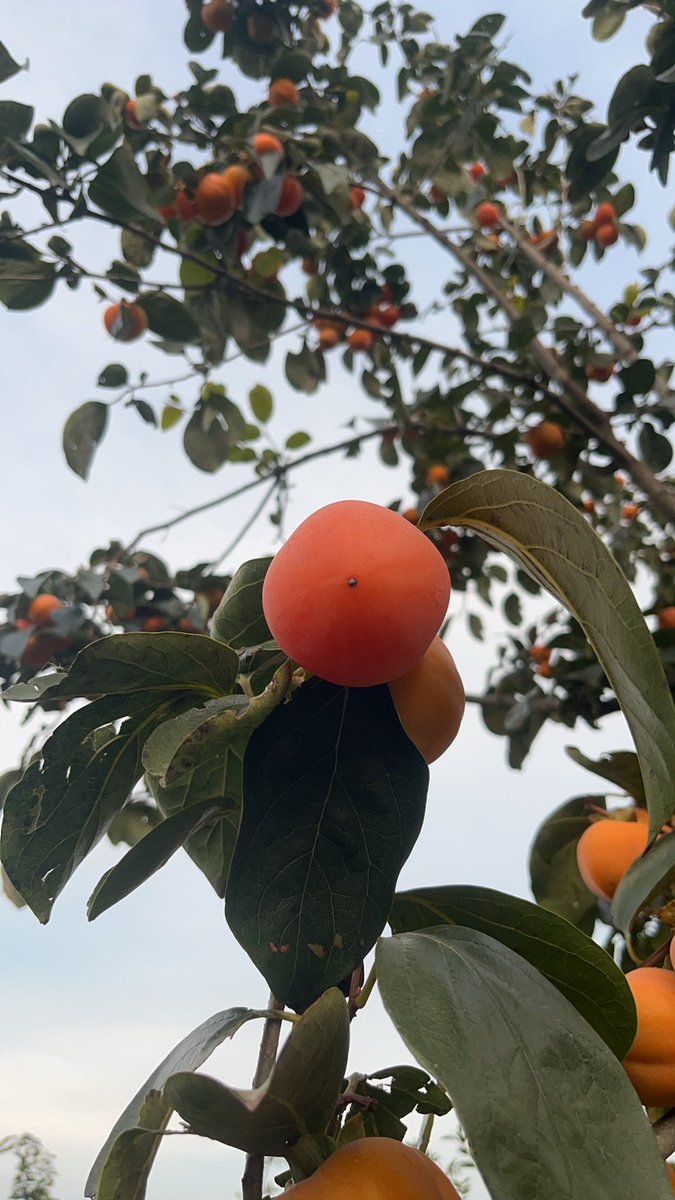 NanS4cv1's tweet photo. 可以直接站树上吃了 https://t.co/RGXwMEa9TU
