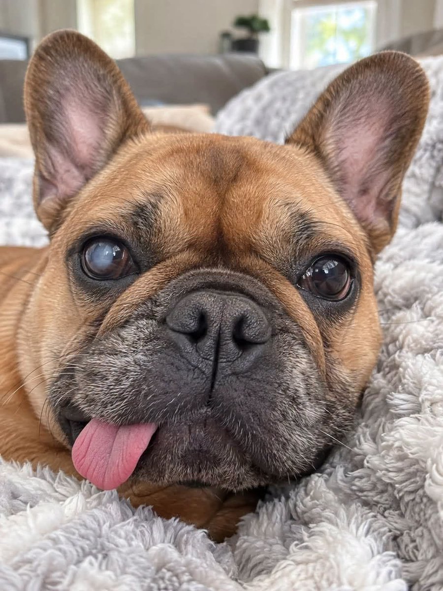 frenchieclub247's tweet photo. 𝐏𝐥𝐞𝐚𝐬𝐞 𝐬𝐚𝐲 𝐘𝐞𝐬, 𝐢𝐟 𝐲𝐨𝐮 𝐥𝐢𝐤𝐞 𝐭𝐡𝐢𝐬 𝐩𝐢𝐜𝐭𝐮𝐫𝐞 ❤ https://t.co/nBM3PZo95l
