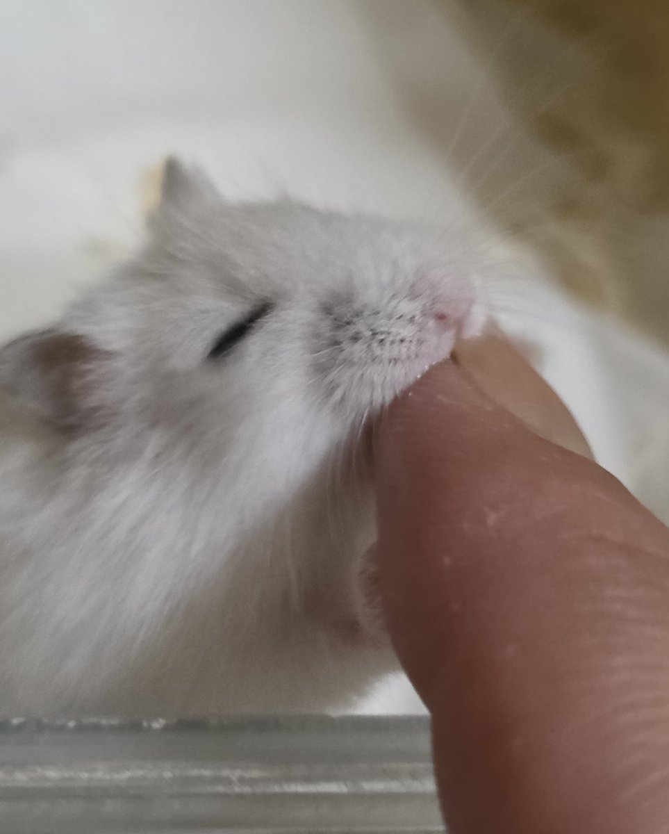 ham_record8686's tweet photo. え…好き🐹🌟❤ https://t.co/d5OCmSnU6z