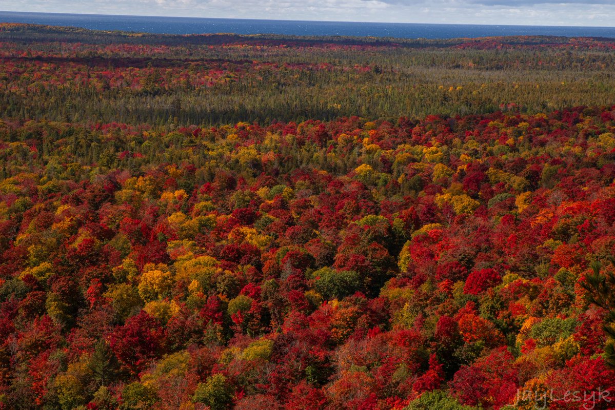 JayLesykWX's tweet photo. INSANE Fall foliage across eastern Lake Superior in Ontario!! Best I’ve ever seen https://t.co/1n4GyqZD2P