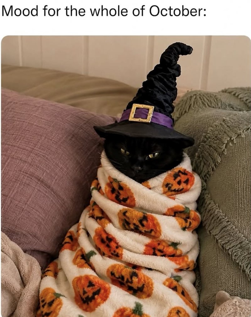 ACheryl80675's tweet photo. 🎃🎃🎃🎃🎃🍁🍁🍁🍁🍁🐈‍⬛🐈‍⬛ https://t.co/qN4oFT0DvW