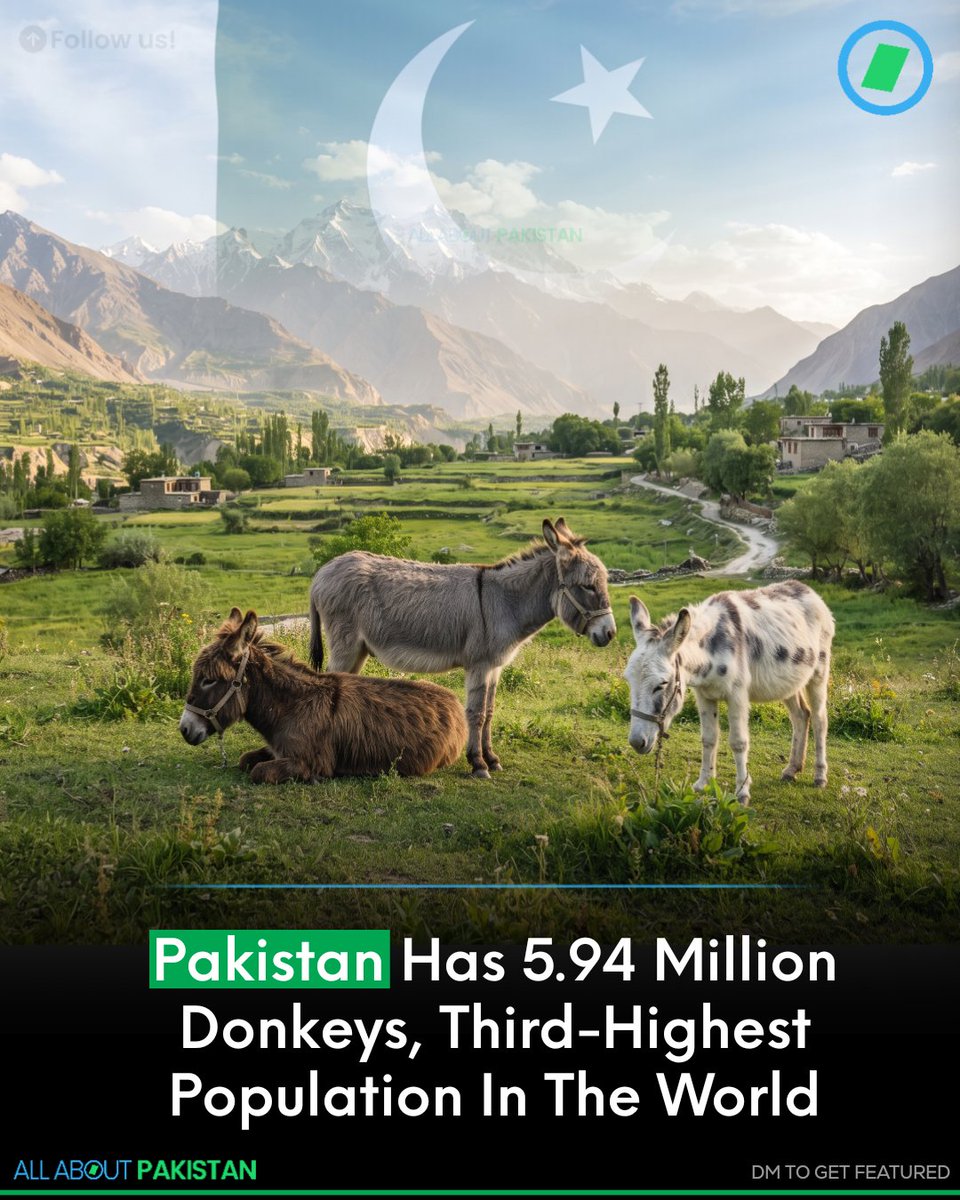 Aboutpakistan90's tweet photo. Pakistan ranks third worldwide in donkey population, with an estimated 5.94 million to 6.16 million donkeys, according to data compiled from FAOSTAT, the Pakistan Economic Survey, World Population Review and recent official livestock reports.
#Pakistan #Donkey #animals https://t.co/r8bC40OD1c