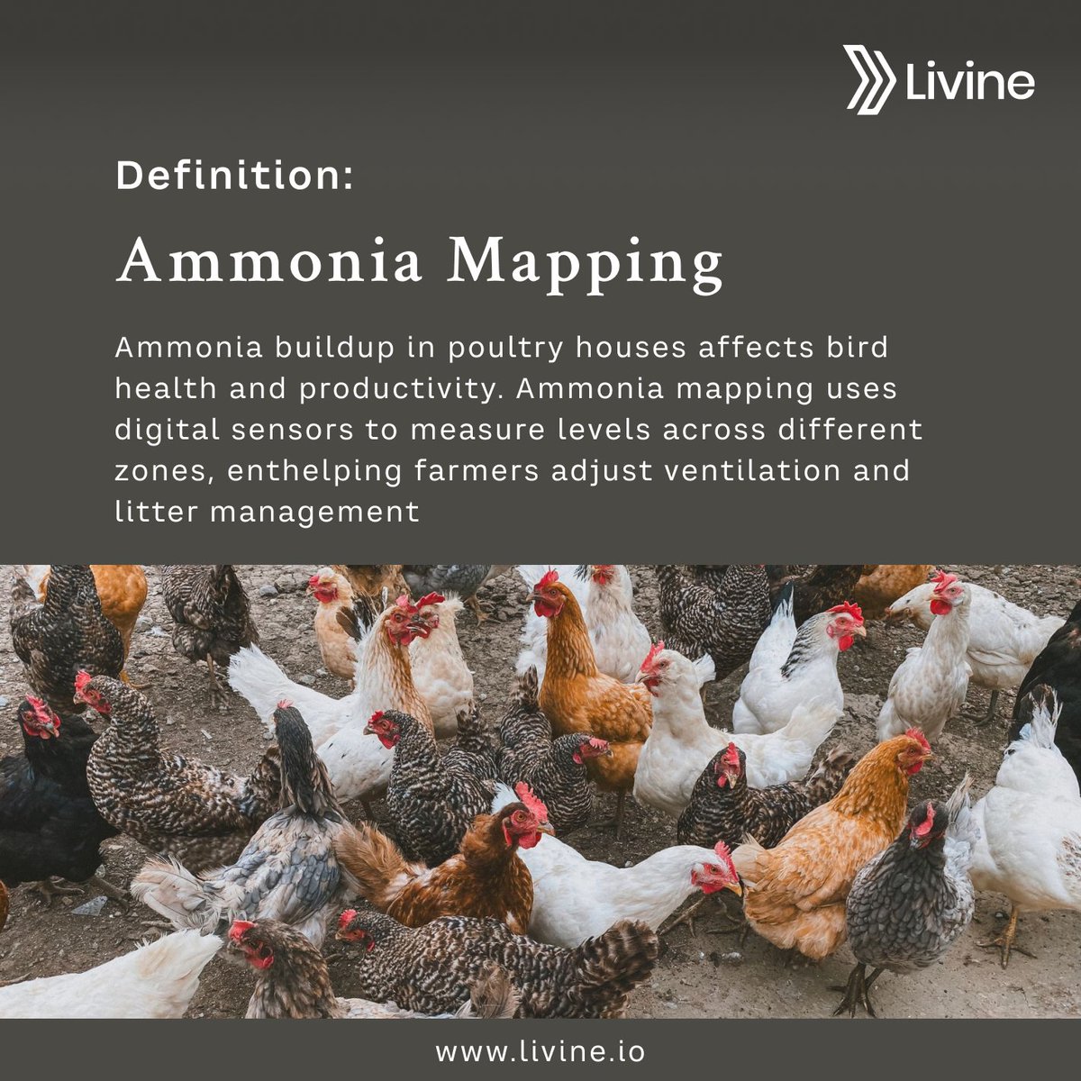 LivineSoftware's tweet photo. Ammonia Mapping = healthier flocks
Digital sensors track ammonia levels, helping farmers adjust ventilation & litter for better productivity.
Smarter farming with Livine.
https://t.co/zTLoPkbxGO
#AgriTech #SmartFarming #Livine https://t.co/auuBBDvacw
