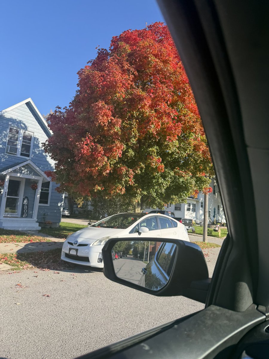bogbangz's tweet photo. pretty tree season https://t.co/Yw5CLNU8LM