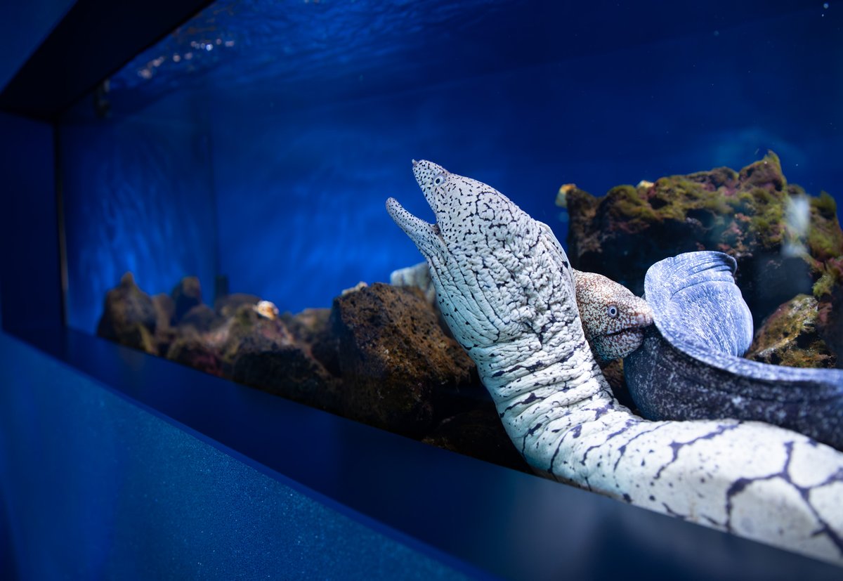 aonihikarete's tweet photo. 久しぶりの広島もとまち水族館
ウツボは移動なさそうだと思っていたら...
どこでもぎゅうぎゅう😊 https://t.co/BurlfHfawD