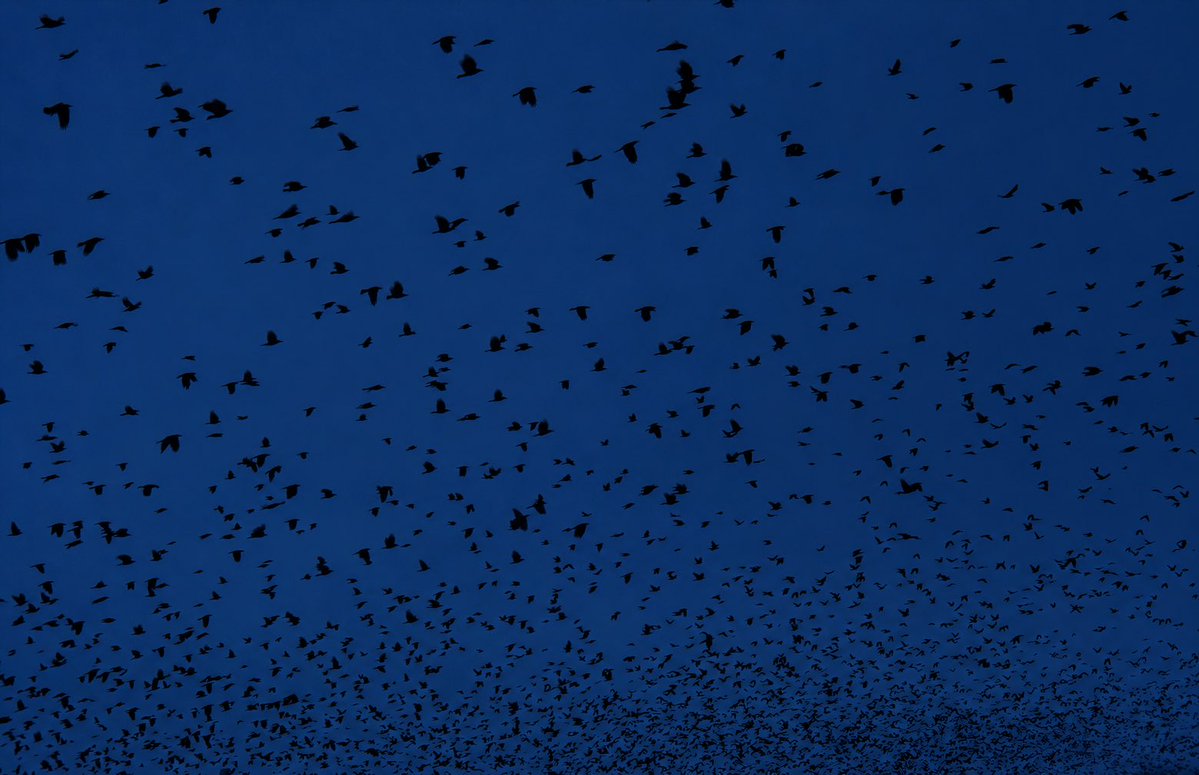 DallasTexasTV's tweet photo. Millions of birds expected to fly over Texas tonight during peak migration https://t.co/iTIW0HsSyb