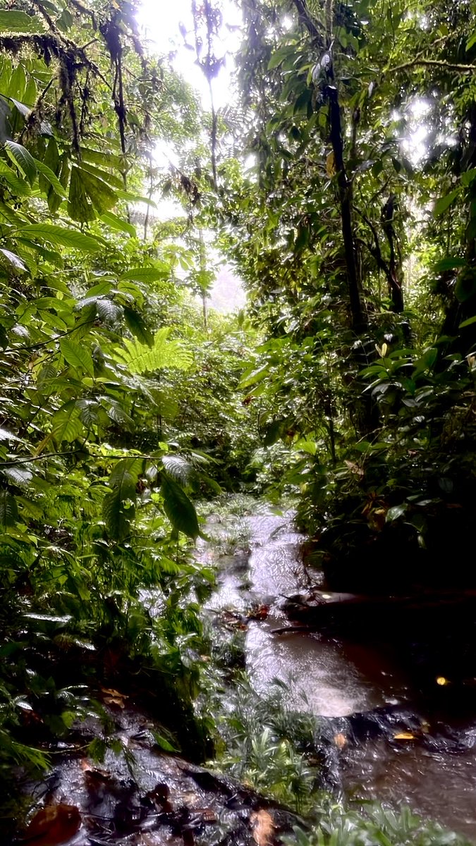 gabgarciar's tweet photo. 🌳 https://t.co/94KmF7fkus