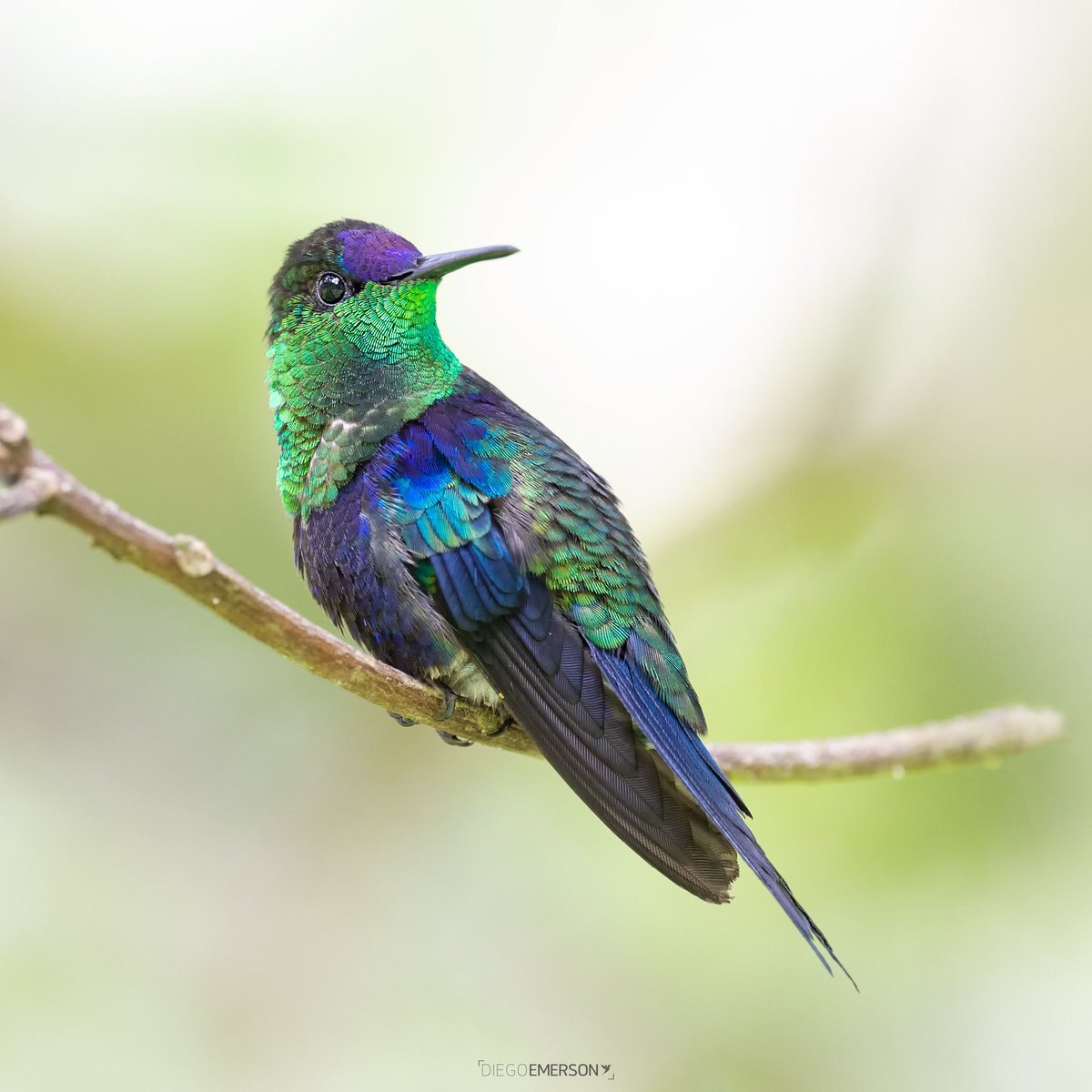 culthummingbird's tweet photo. https://t.co/z2ZTJFrt8S