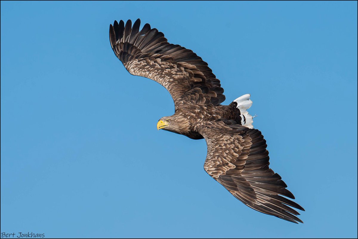 BertJonkhans's tweet photo. De zeearend kijkt nog even naar de fotograaf. https://t.co/W4LQACp7rg
