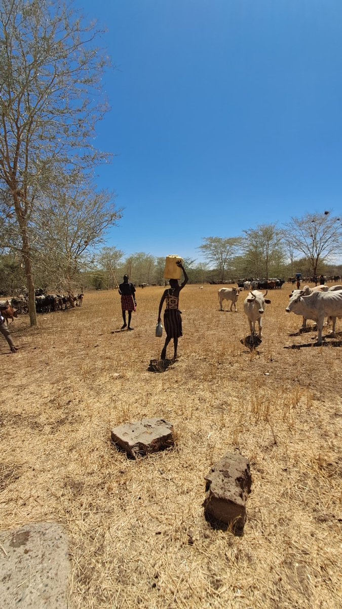 UgandaRedCross's tweet photo. 📌 Moroto | Water Scarcity, Human Struggles.

↪️ In Nakidongo Village, Lotislei Parish, Lotisan Sub-county, Moroto District, communities are facing a growing water crisis following a prolonged dry spell.

Water sources have dwindled, leaving families and their livestock with very limited options. Even the few remaining sources, some with visibly poor-quality water, are heavily congested as people scramble to collect what little water is available. Long queues have become a daily reality, with women, children and other community members waiting for hours to secure water for their households and animals.

The scarcity is placing immense pressure on already vulnerable families. As people travel farther and wait longer for water, the risks of dehydration, poor hygiene and waterborne diseases increase. Livestock, on which many households depend for food, income and livelihoods, are also struggling to access sufficient water and pasture.

What may appear to be a shortage of water is, for these communities, a daily humanitarian struggle; affecting health, dignity, livelihoods and the survival of both people and animals.

#HumanityNeedsYou

Our colleagues @pokot17 and Emmanuel Okirol are in the community to share more about the Red Cross interventions.
@RodeKruisVL 
📸🎥 @pokot17