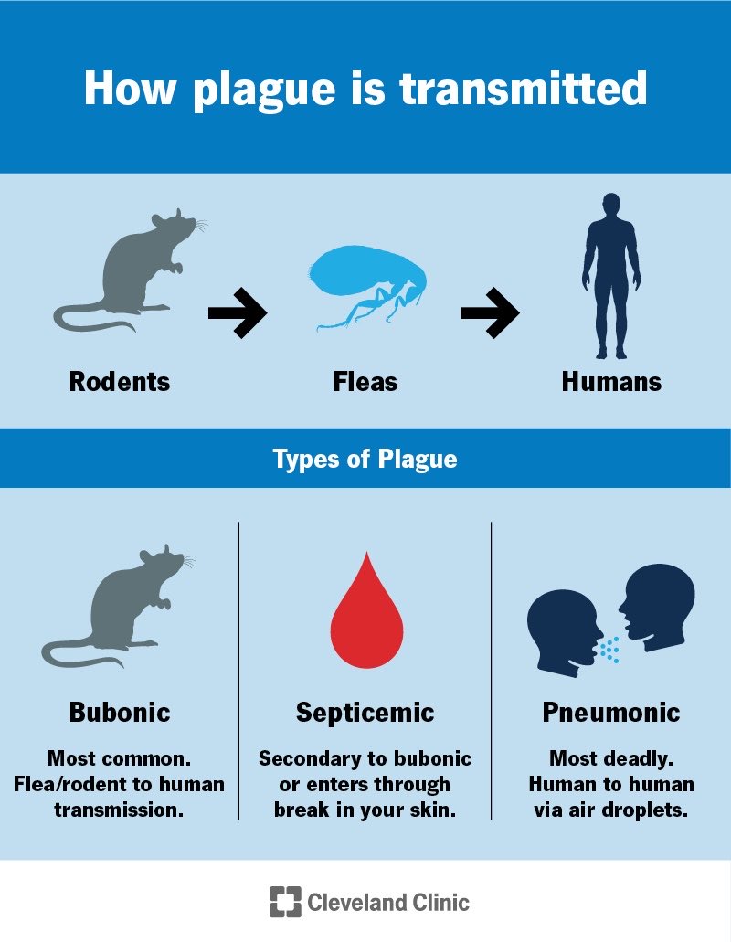 richardhirschs1's tweet photo. ⚠️A brief overview of Pneumonic and
Bubonic Plague. 

The bacteria that causes this is Yersinia Pestis, it is an antique bacteria that resulted in the black death in Europe in the dark ages.

The bacteria involves the urine of the black rat, ‘rattis rattis’ , and the rat’s fleas.

Thankfully now it is rare and we have effective antibiotics to treat it.
We still see it rarely, and there have been a few small outbreaks over the years. 

The more fulminant disease is pneumonic plague where the bacteria is inhaled. This had been investigated as a bio-weapon over the years.

A local Russian lab leak is a local issue, it will not become a global pandemic.

Isolation and prophylactic Ciprofloxacin antibiotics will prevent wider spread.