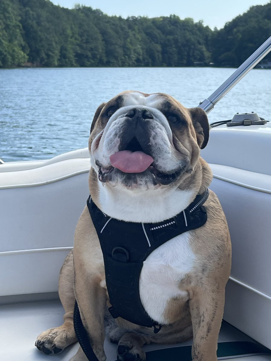 corbitt_lori's tweet photo. @BoCamaro Most comical breed ever! Stuart keeps us laughing. https://t.co/51cv4oHvjA