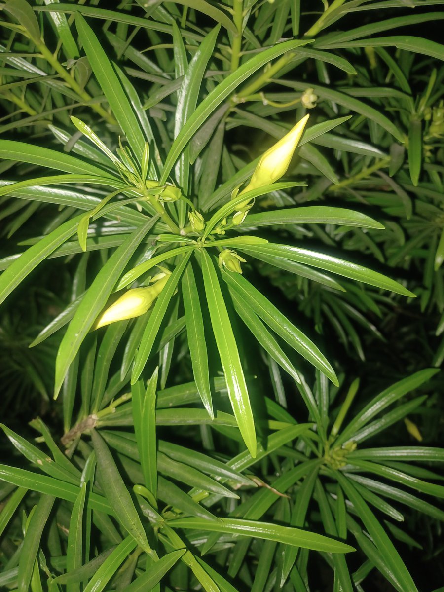 Dineshkjoshi007's tweet photo. Hey @grok, create a beautiful lush green picture using this beautiful flower and also explain its benefits. https://t.co/wCVuOOVHLi