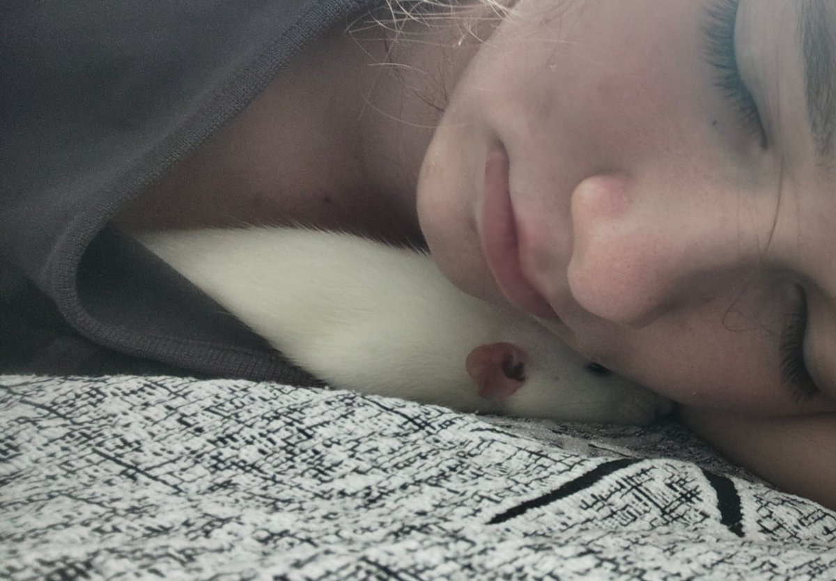 Nastilkyw's tweet photo. Немного вздремнём🐭 https://t.co/XXpkREy3WJ